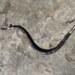 地面に一本のホース